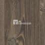 Сосна Фробург