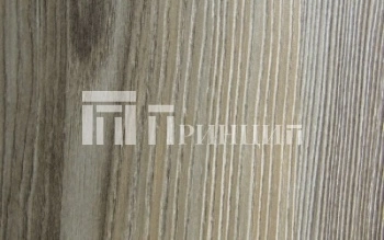 Ель серебристая