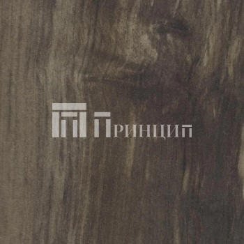 Береза сандал 521