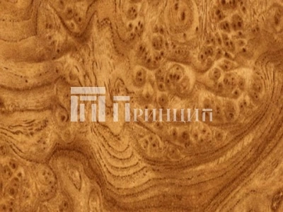 Корень вяза