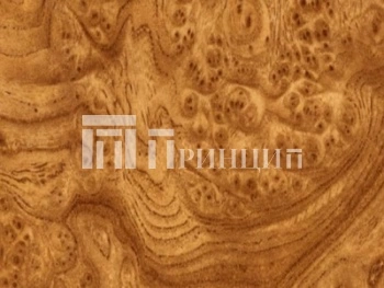 Корень вяза