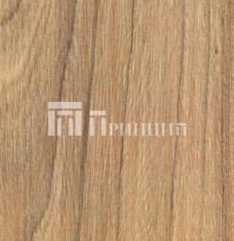 Швейцарский вяз