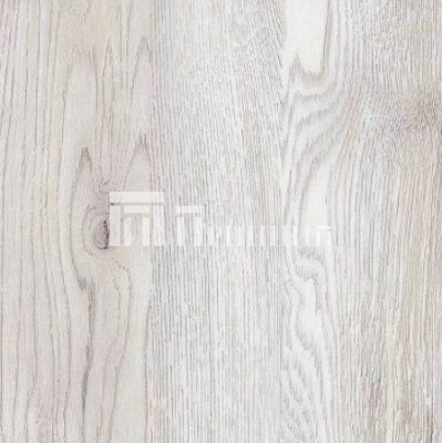 Сосна Санторини светлая