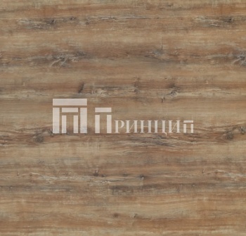 Славянский дуб