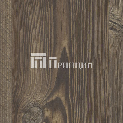 Сосна Фробург