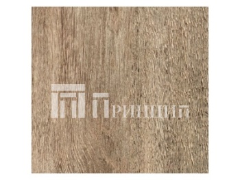 Дуб касабланка