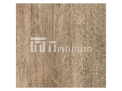 Дуб касабланка