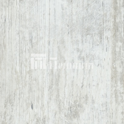 Сосна Монрепо