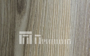 Ель серебристая