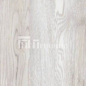 Сосна Санторини светлая