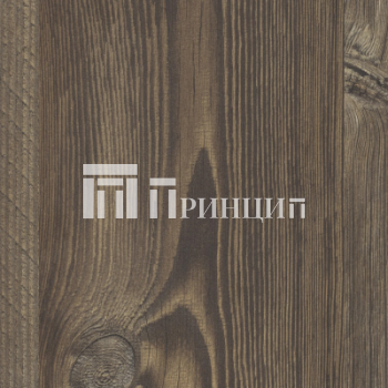 Сосна Фробург