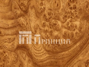 Корень вяза