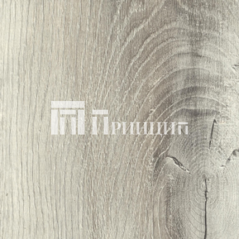 Дуб Канадский (Томск)