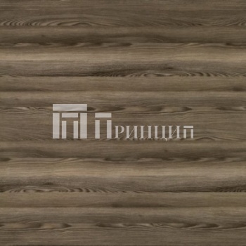 ель серебристая