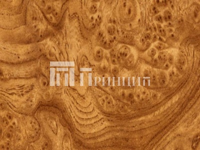 Корень вяза