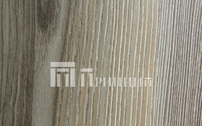 Ель серебристая