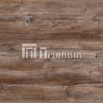 Сосна Пандероса