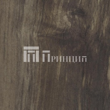 Береза сандал 521