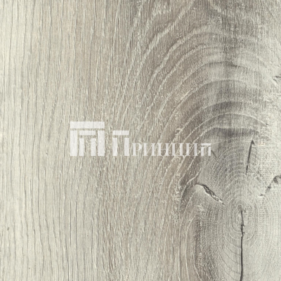 Дуб Канадский (Томск)