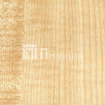 Клен Танзау