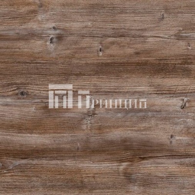 Сосна Пандероса