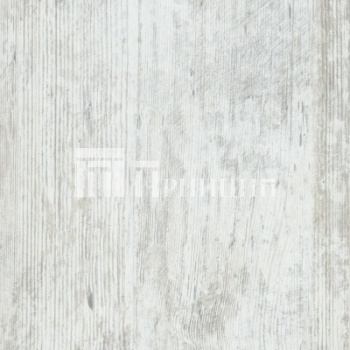 Сосна Монрепо